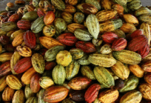La ruta del cacao en el sur de Veracruz