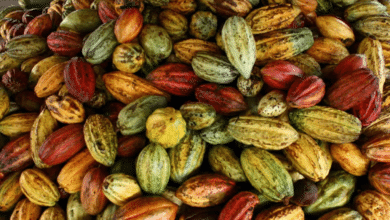 La ruta del cacao en el sur de Veracruz
