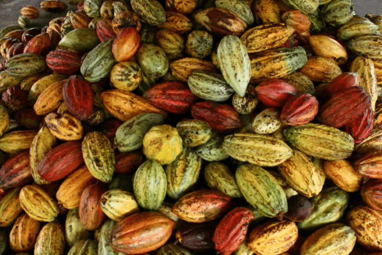 La ruta del cacao en el sur de Veracruz