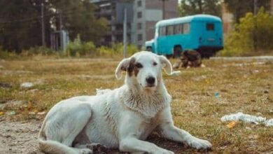 Chernobyl y sus perros: hallazgo científico no esperaban encontrar   