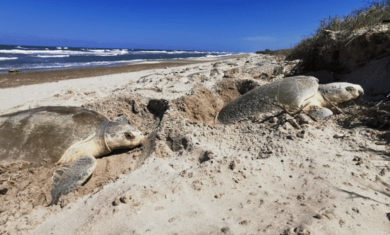 Tortugas en veracruz