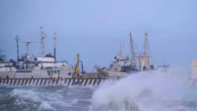 Vientos del Norte provocan caos en Veracruz más de 50 árboles caídos y vehículos dañados