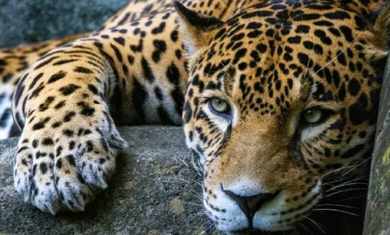 Profepa denuncia a hombre por matar a jaguar en San Luis Potosí