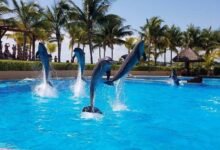 Profepa investiga delfinario en hotel Barceló Riviera Maya