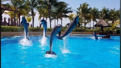 Profepa investiga delfinario en hotel Barceló Riviera Maya