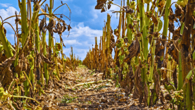 Cambio climático 2025 Veracruz enfrenta sequías extremas y deforestación acelerada