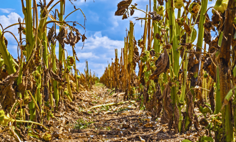 Cambio climático 2025 Veracruz enfrenta sequías extremas y deforestación acelerada