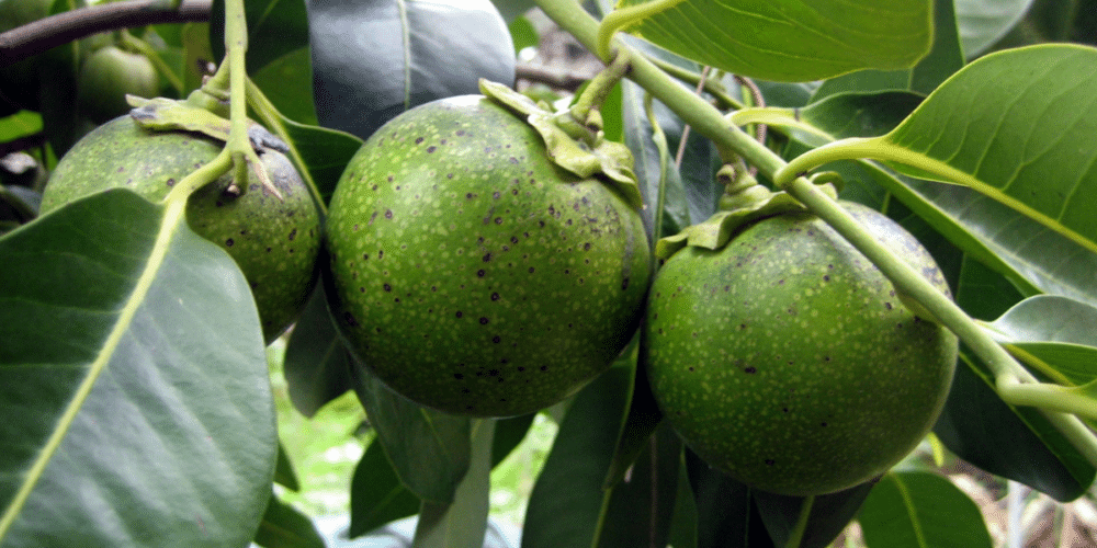 En Veracruz se encuentra el árbol de zapote negro más grande del país