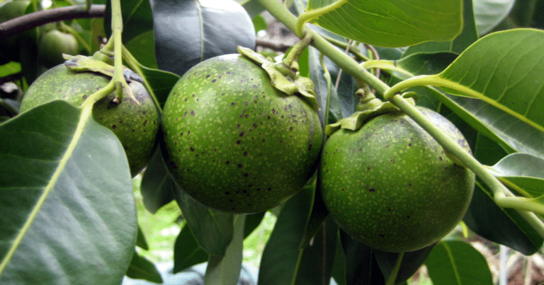 En Veracruz se encuentra el árbol de zapote negro más grande del país