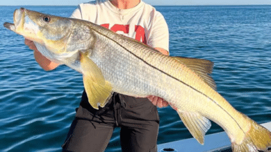 La pesca deportiva en el Golfo de México