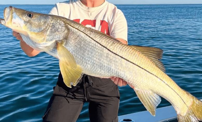 La pesca deportiva en el Golfo de México