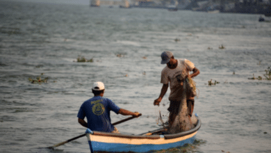 Las sirenas de la laguna de Alvarado, mitos de pescadores