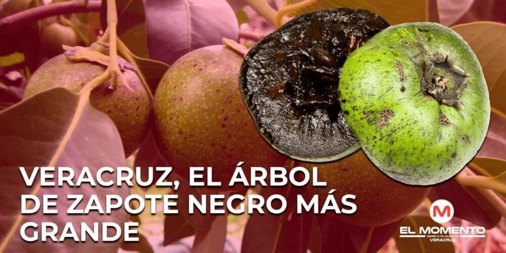 Veracruz, el árbol de zapote negro más grande del país