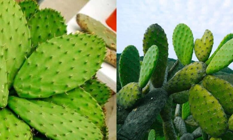 El Nopal es mejor de lo que crees para combatir la diabetes