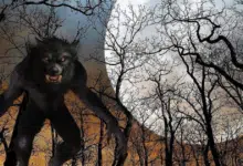 El hombre lobo de Acayucan, una leyenda que aún causa miedo en Veracruz