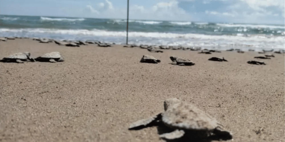 tecolutla,tecolutla clima,tecolutla hoteles,tecolutla playas,tecolutla veracruz playa,tecolutla veracruz mapa,tecolutla veracruz hoteles,tecolutla veracruz como llegar,tecolutla ado,tecolutla centro,tecolutla veracruz,tecolutla veracruz clima,tecolutla veracruz playa esmeralda,tecolutla veracruz airbnb,tecolutla veracruz centro,tecolutla tortugas,tecolutla liberación de tortugas 2023,tecolutla liberación de tortugas 2025,campamento tortugas tecolutla,tortugas veracruz,playa tortugas veracruz,tortugas marinas veracruz,tecolutla veracruz tortugas,tortugas acuario veracruz,isla tortugas veracruz,hotel tortugas veracruz,casa playa tortugas veracruz,liberación de tortugas veracruz 2025,tortugas de tuxpan veracruz