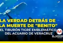 La verdad detrás de la muerte de "Benito", el tiburón tigre emblemático del acuario de Veracruz