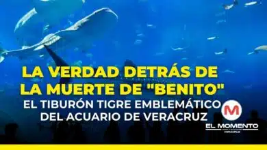 La verdad detrás de la muerte de "Benito", el tiburón tigre emblemático del acuario de Veracruz