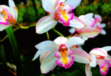 Así son las orquídeas exóticas de Veracruz