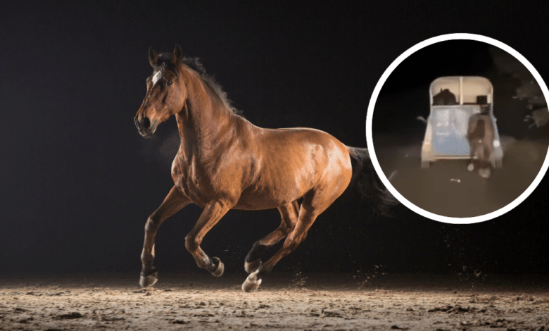 Hombre arrastra a un caballo con su camioneta en Veracruz