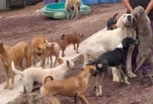 perros en abandono