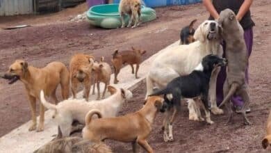 perros en abandono
