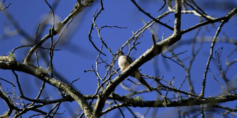 veracruz aves migratorias encuentran refugio en el papaloapan