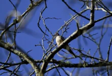 veracruz aves migratorias encuentran refugio en el papaloapan