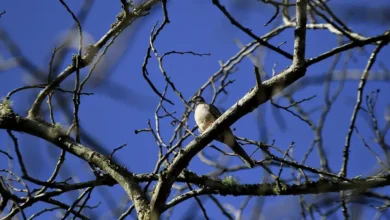 veracruz aves migratorias encuentran refugio en el papaloapan