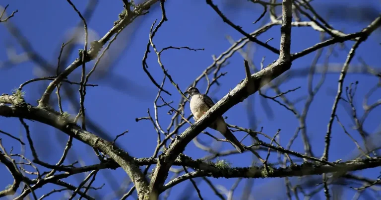 veracruz aves migratorias encuentran refugio en el papaloapan