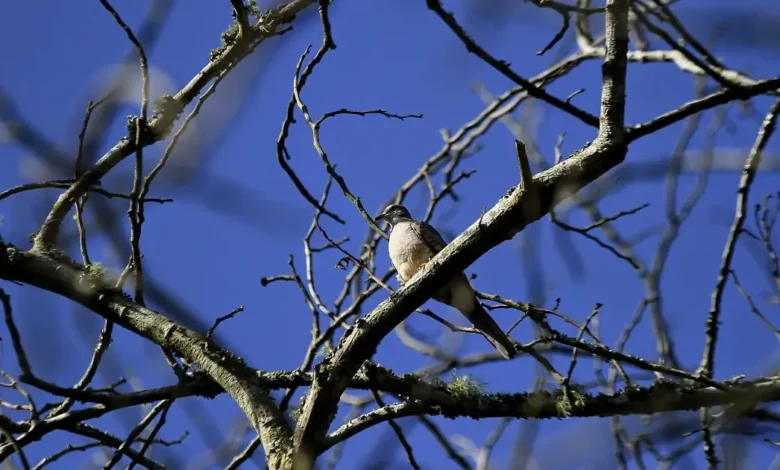 veracruz aves migratorias encuentran refugio en el papaloapan