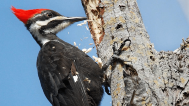 El pájaro bélico desata pánico en CONALEP Ciudad Obregón… ¡era un carpintero! (Foto por Animapedia)