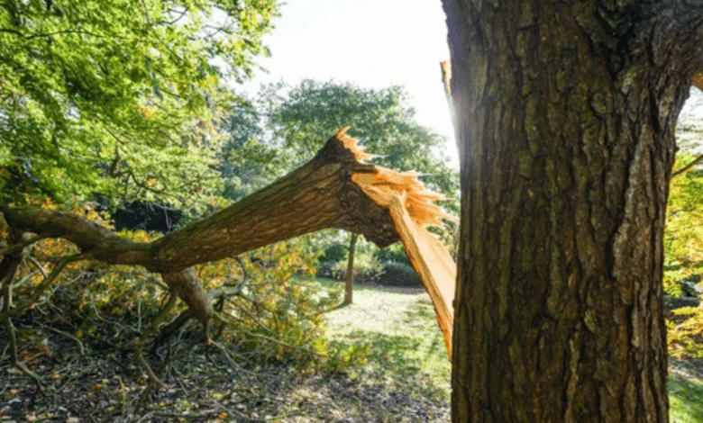 Lluvias provocan caída de árbol en colonia Las Antillas, Veracruz