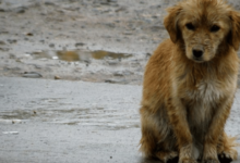 Un héroe bajo la lluvia guardia del IMSS rescata a perrito empapado en Pachuca