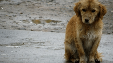 Un héroe bajo la lluvia guardia del IMSS rescata a perrito empapado en Pachuca