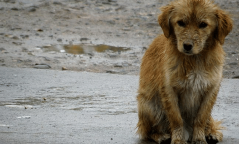 Un héroe bajo la lluvia guardia del IMSS rescata a perrito empapado en Pachuca