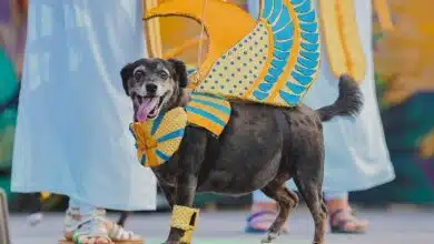¿Irás al Carnaval Canino de este fin de semana? (Foto de internet)