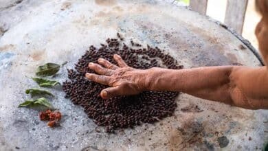El norte de Veracruz recibe a las hormigas chicatanas, un tesoro culinario (Foto de internet)