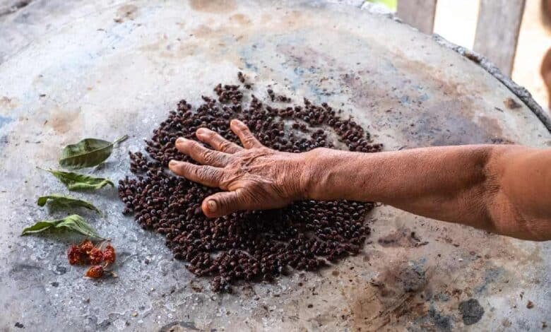 El norte de Veracruz recibe a las hormigas chicatanas, un tesoro culinario (Foto de internet)