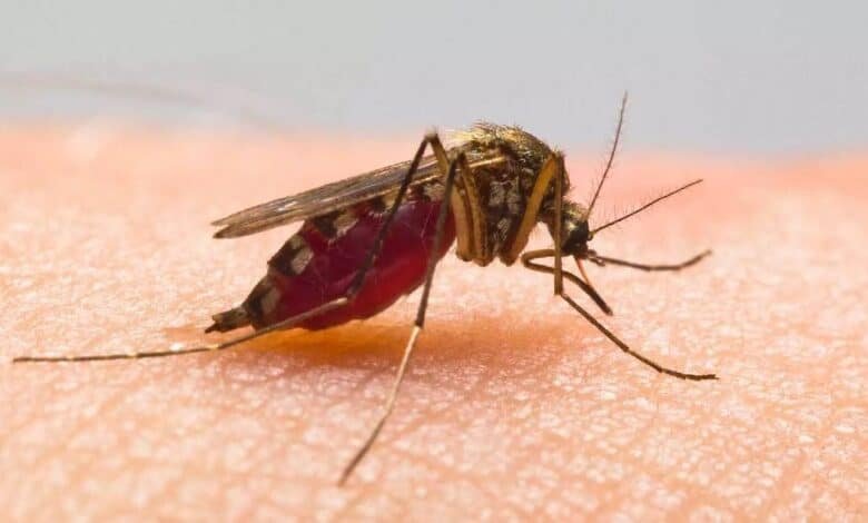 Veracruz reporta aumento de casos de dengue a nivel nacional. (Foto de internet)