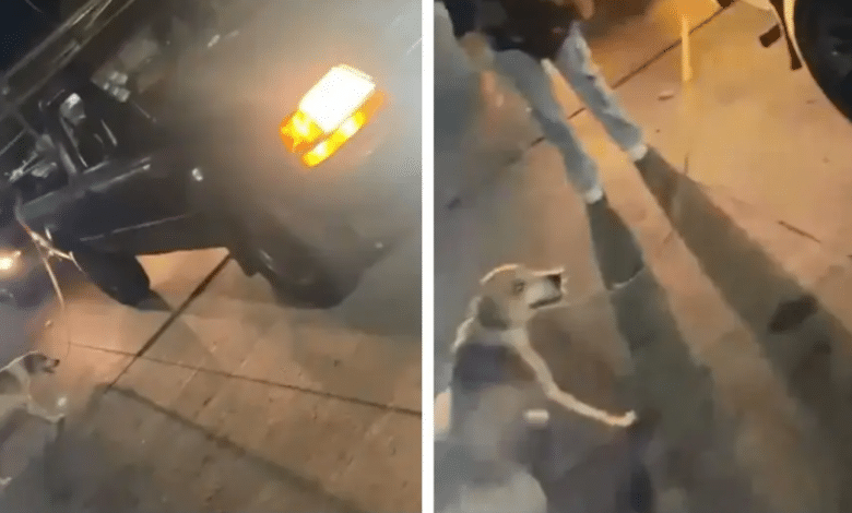 Arrastran a perrito con camioneta en Boca del Río
