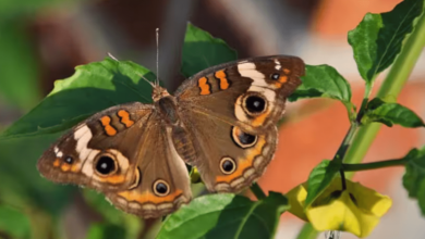 Cómo las plantas “hablan” y afectan el comportamiento de los insectos con sus sonidos imperceptibles