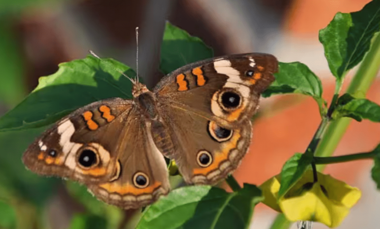 Cómo las plantas “hablan” y afectan el comportamiento de los insectos con sus sonidos imperceptibles