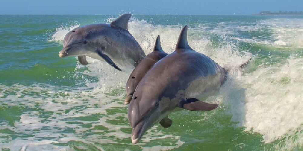 El Pueblo Mágico de Campeche donde puedes ver delfines (Foto de internet)