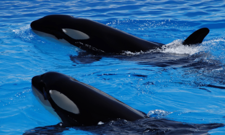 Orcas sorprenden a científicos al compartir comida con humanos un gesto de socialización, no agresión