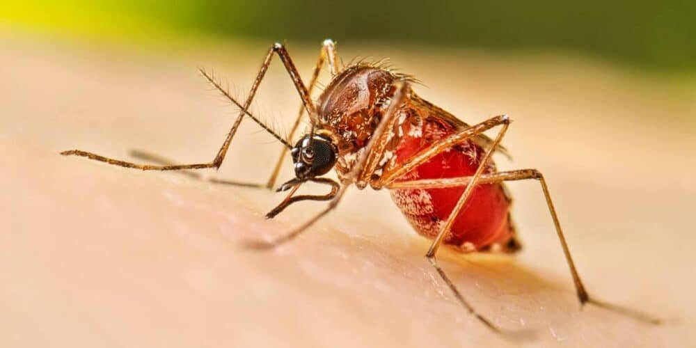 Aumento de casos de dengue, toma precauciones (Foto de internet)