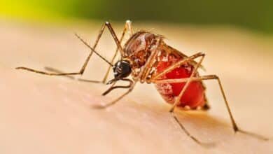 Aumento de casos de dengue, toma precauciones (Foto de internet)