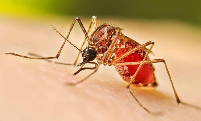 Aumento de casos de dengue, toma precauciones (Foto de internet)