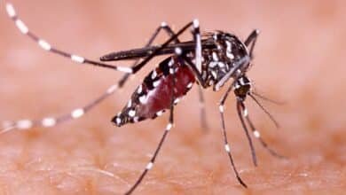 Disminuyen casos de dengue en Veracruz en lo que va del año (Foto de internet)