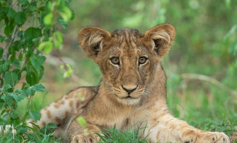 Un león suelto en Alvarado, Veracruz, reportan avistamiento (Foto de internet)